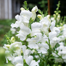 Snapdragon 'Royal Bride'