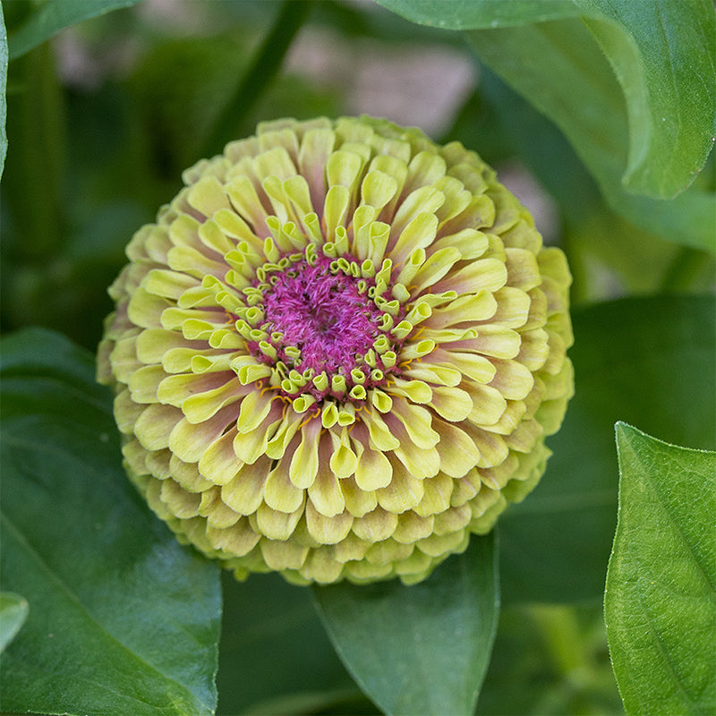 Zinnia 'Raspberry Limeade'