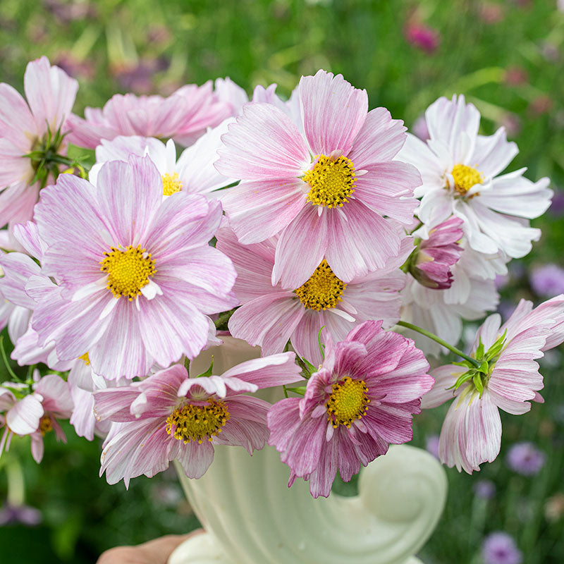 
  



Cosmos 'Rosetta'
