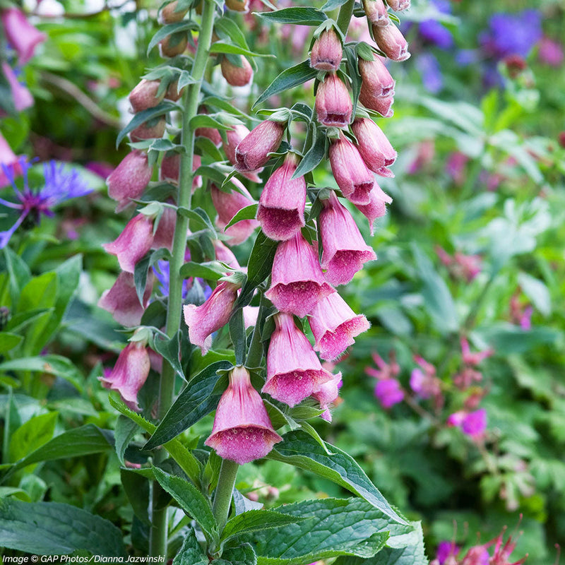 
  



Foxglove - Strawberry 'Summer King'
