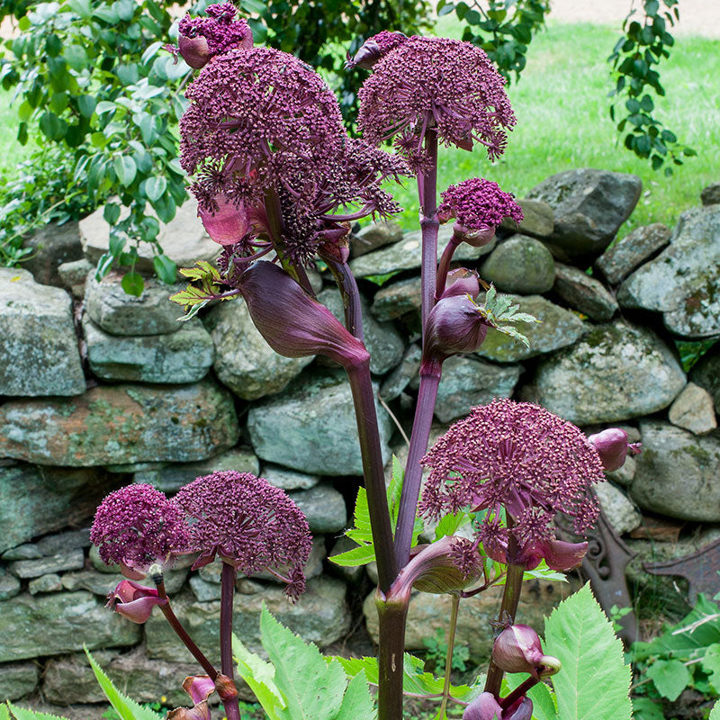Korean Angelica