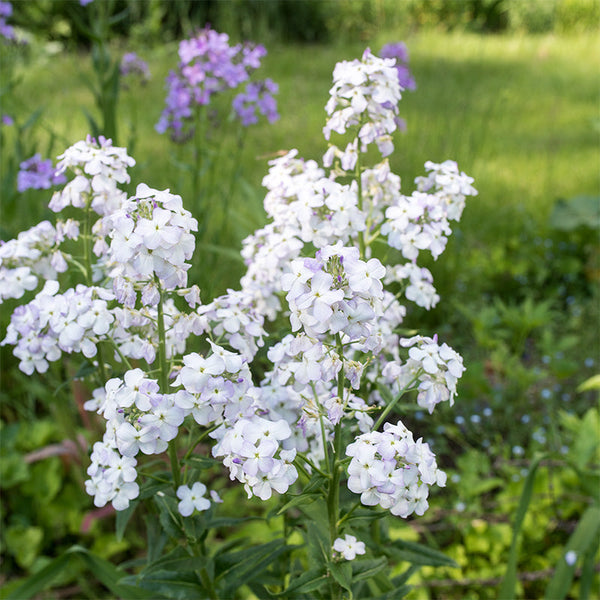 
    



Sweet Rocket 'White'
