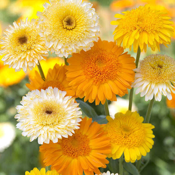 Calendula 'Kinglet Mix'