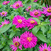 Zinnia 'Lilac Empress'