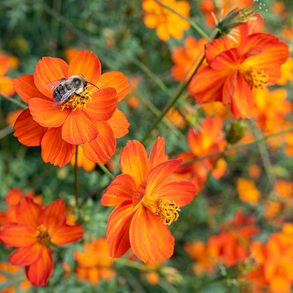 
    



Cosmos 'Sunset Orange'
