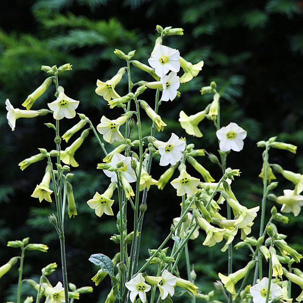 Tobacco 'Starlight Dancer'