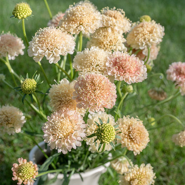 
    



Sweet Scabious 'Fata Morgana'
