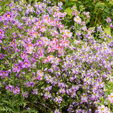 Butterfly Flower 'Dr. Badger's Mix'