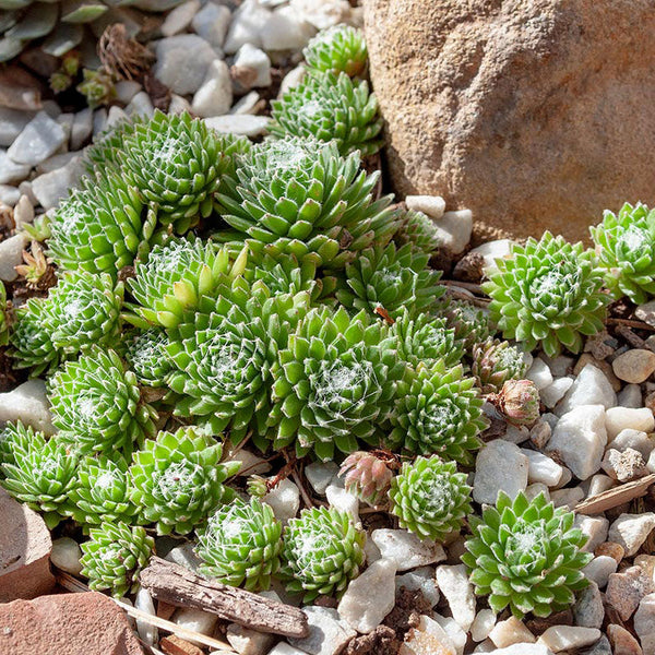 
    



Sempervivum 'Cobwebs'

