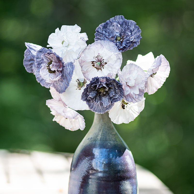 Poppy - Shirley 'Amazing Grey'