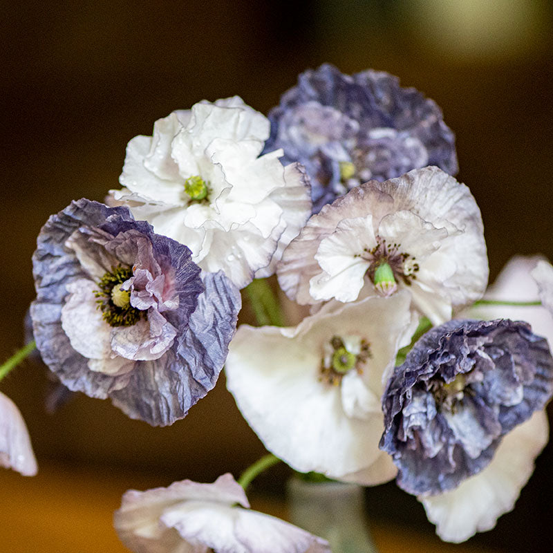 Poppy - Shirley 'Amazing Grey'