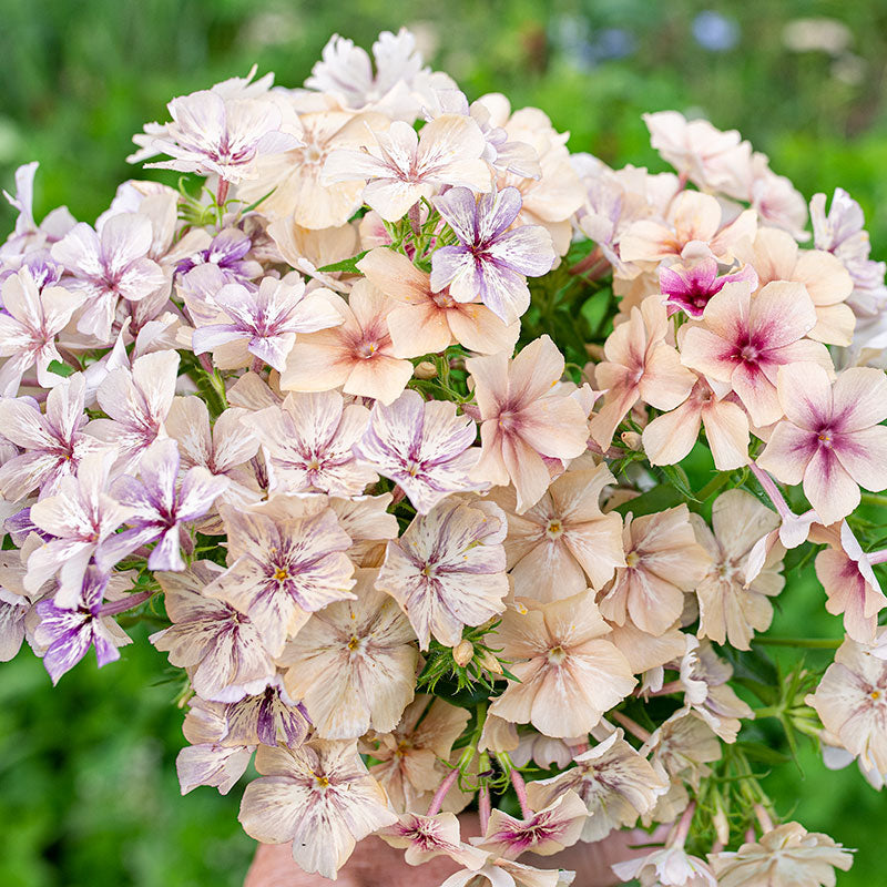 
      



Phlox 'Crème Brûlée'
    