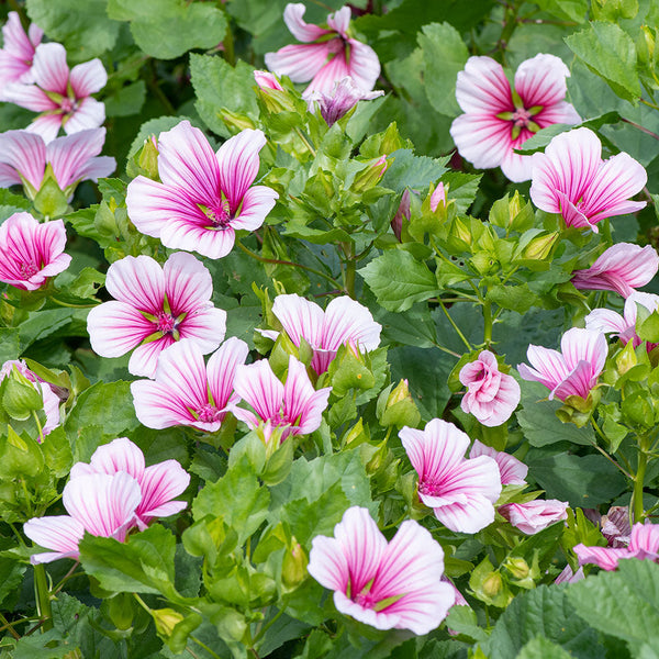 Malope 'Rose'