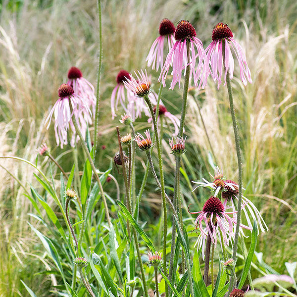 Coneflower - Pale Purple