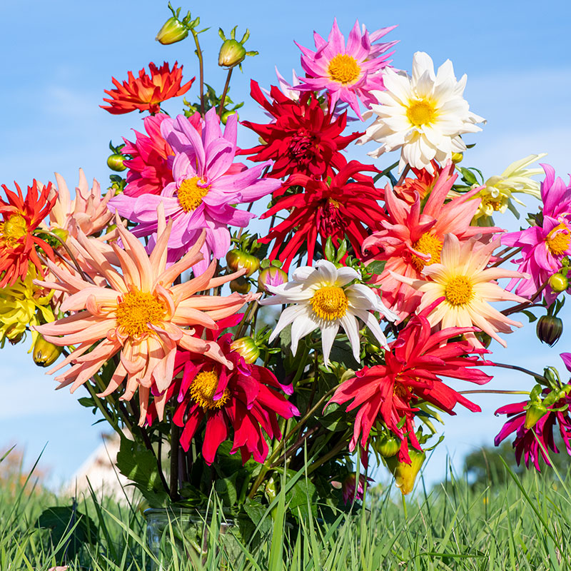 
  



Dahlia 'Cactus Flowered Mix'
