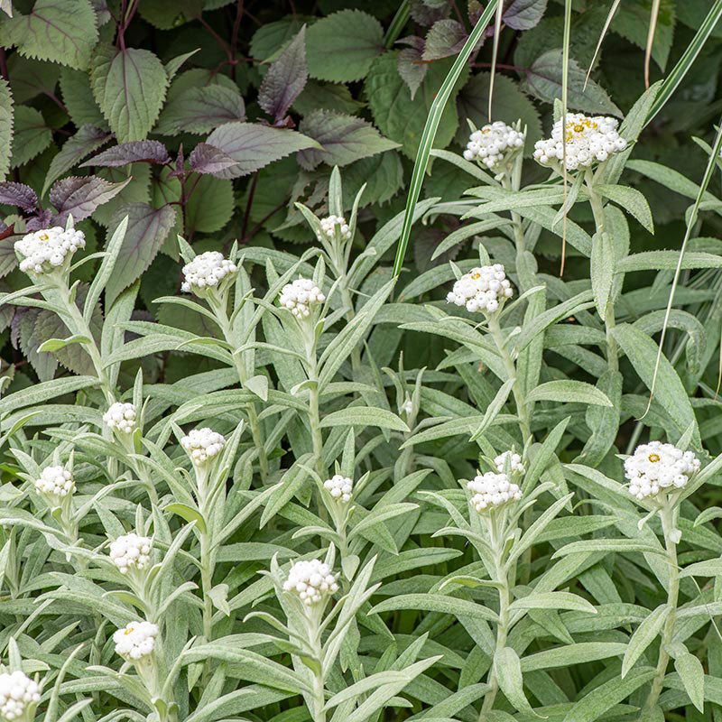 
  



Pearly Everlasting
