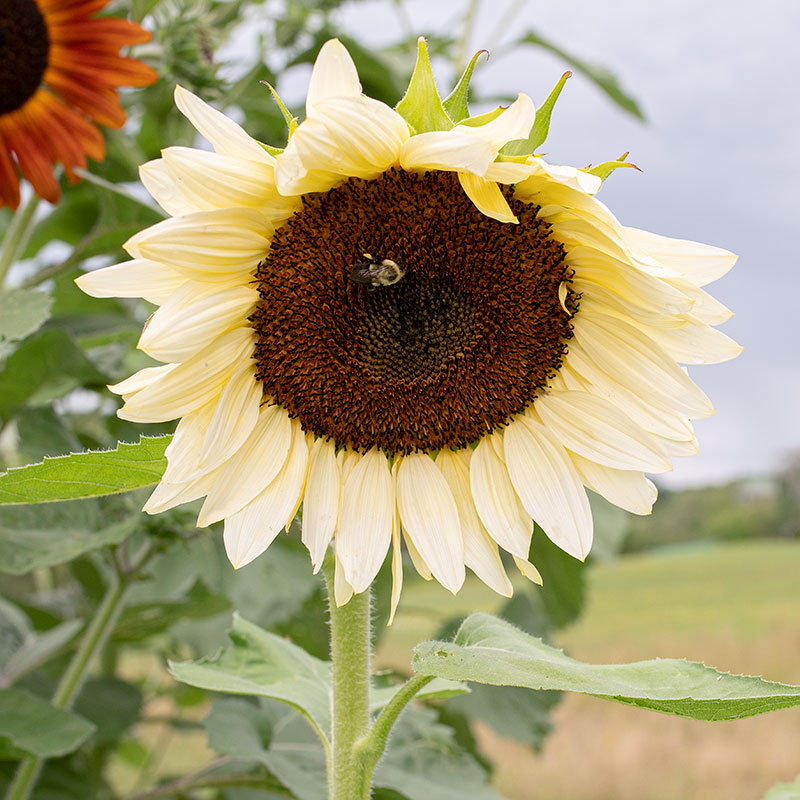 
  



Sunflower 'Procut® White Nite' F1
