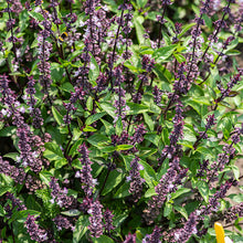 Basil - Thai 'Queenette'