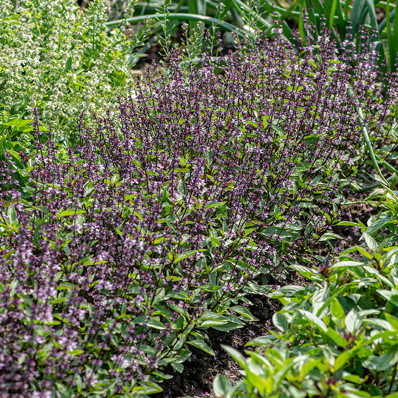 Basil - Thai 'Queenette'