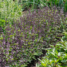 Basil - Thai 'Queenette'