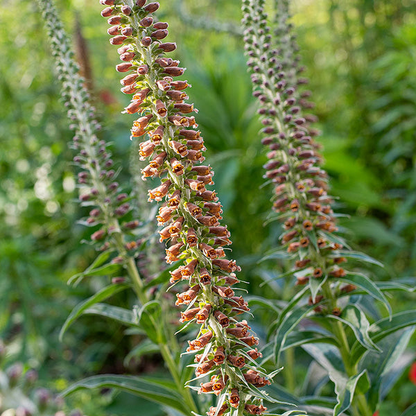 Foxglove 'Milk Chocolate'