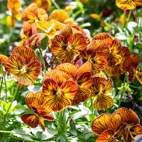 
    



Viola 'Tiger Eye™ Red' F1
