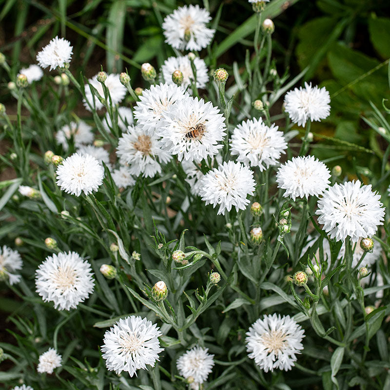 Cornflower 'Snowman'