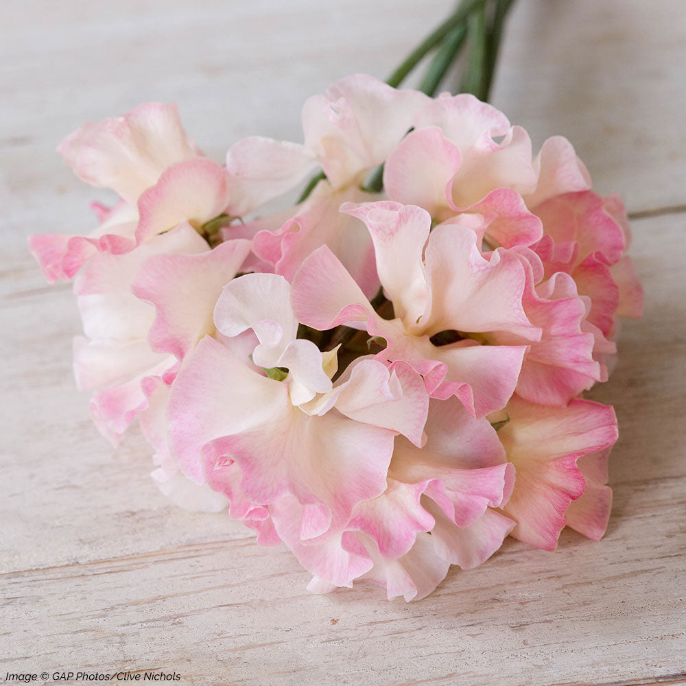 Sweet Pea 'Mollie Rilstone'