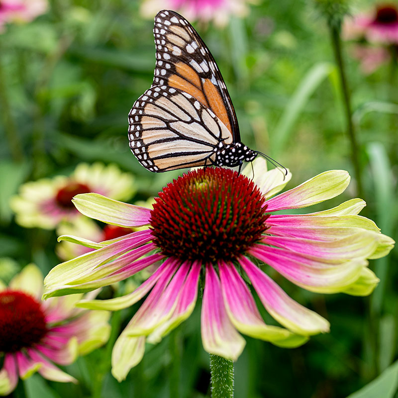 Coneflower 'Green Twister'