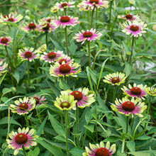 Coneflower 'Green Twister'