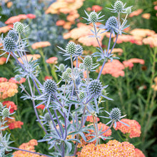 Sea Holly 'Blaukappe'