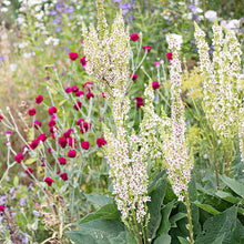 Mullein 'Wedding Candles'