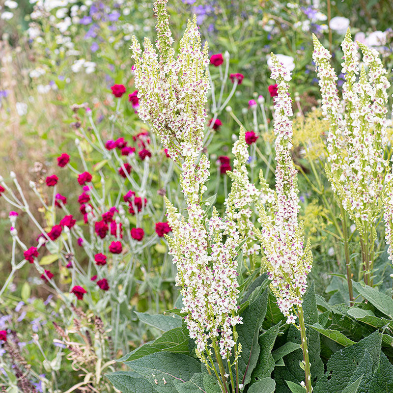 Mullein 'Wedding Candles'