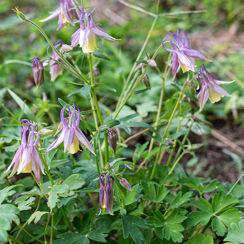 Columbine 'Calimero'