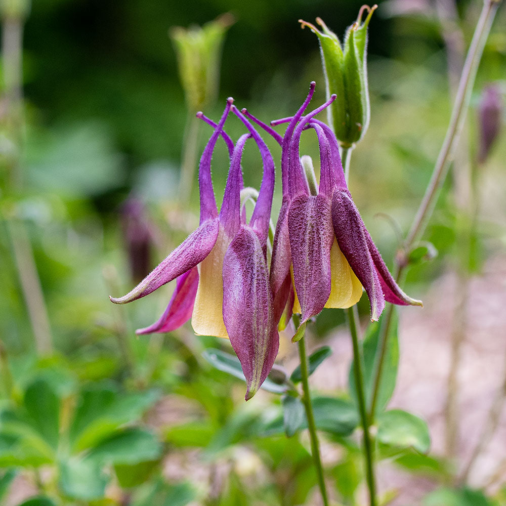 Columbine 'Calimero'