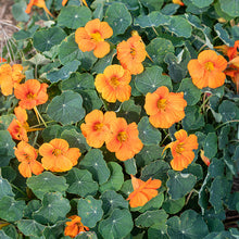 Nasturtium 'Baby Orange'