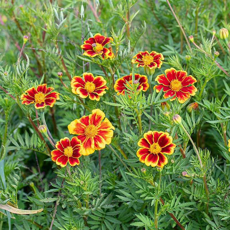 
  



Marigold 'Frances' Choice' Organic
