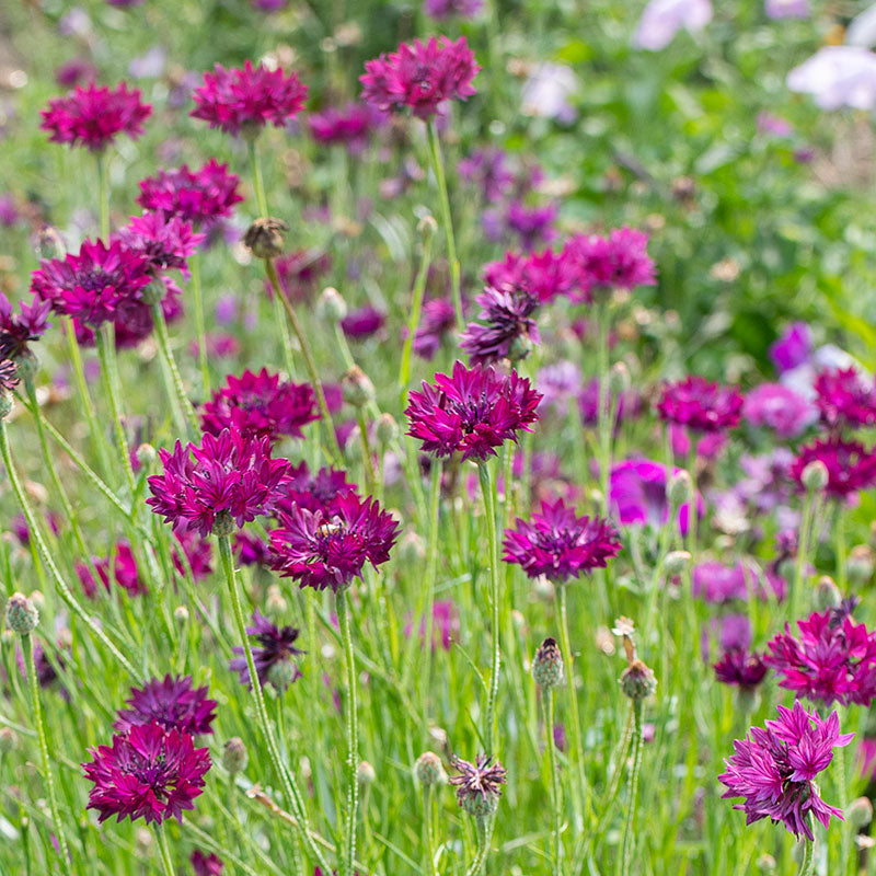 Cornflower 'Select Ultraviolet' Organic