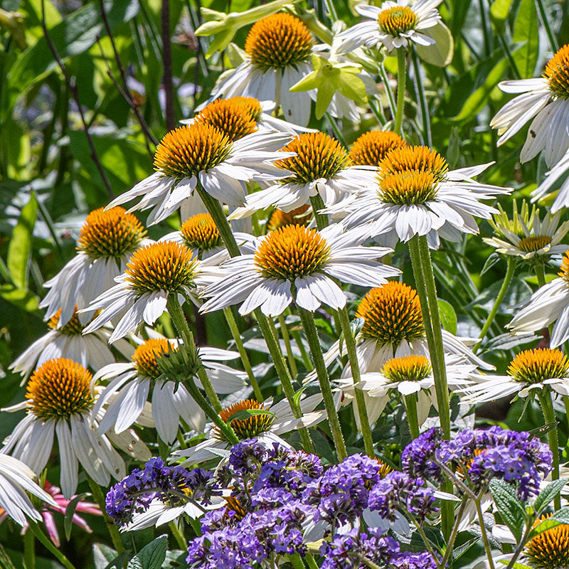 Coneflower 'PowWow® White'