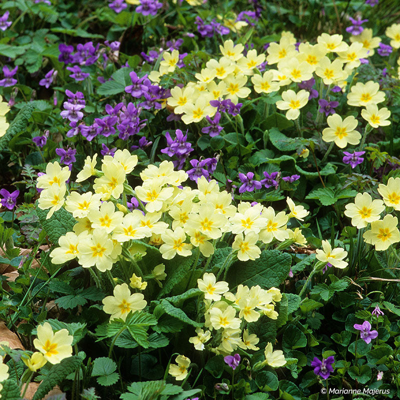 
      



Primrose - Wild
    