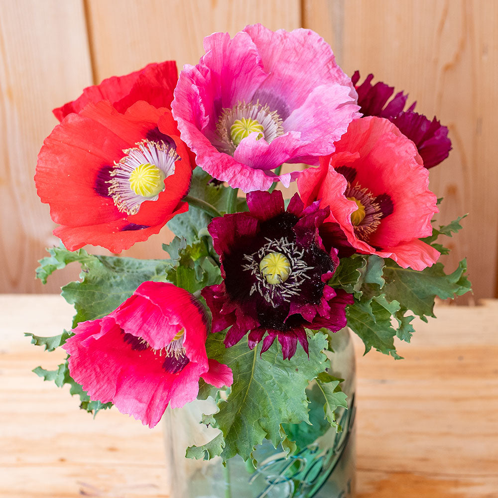 Poppy 'Mark's Mix' Organic