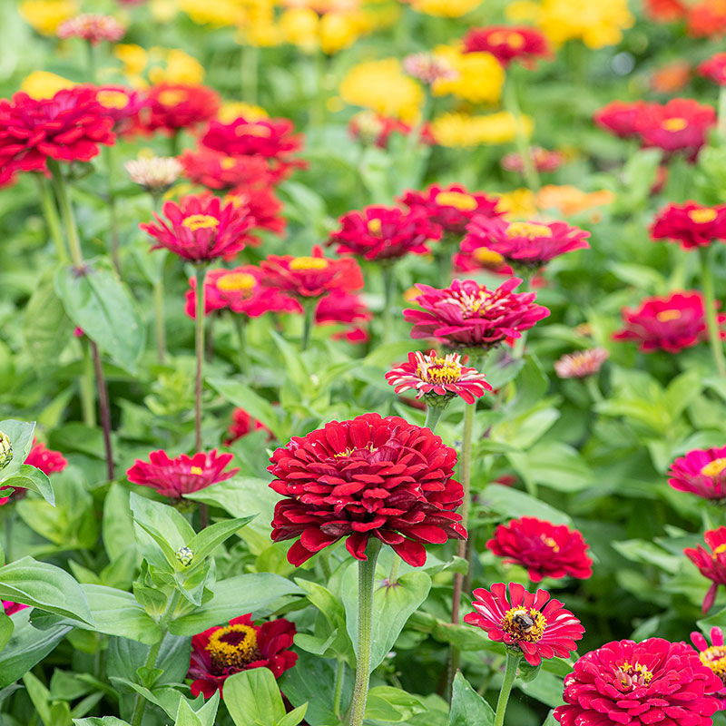 
  



Zinnia 'Meteor'

