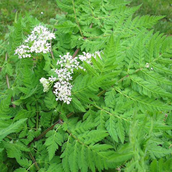 Sweet Cicely