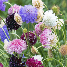 Sweet Scabious 'Formula Mix'