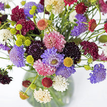 Sweet Scabious 'Formula Mix'
