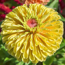 Zinnia 'Queeny Lemon Peach'