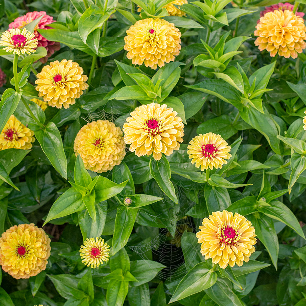 Zinnia 'Queeny Lemon Peach'