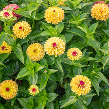 Zinnia 'Queeny Lemon Peach'