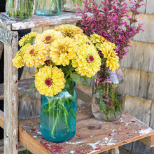 Zinnia 'Queeny Lemon Peach'