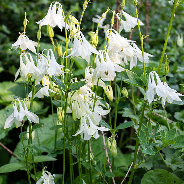 
    



Columbine 'Munstead White'
